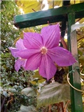 Klematis